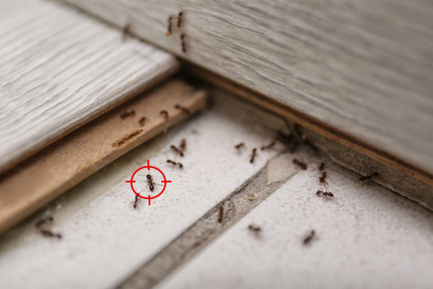 Best Cockroach Control Services  in Sisco Heights, WA