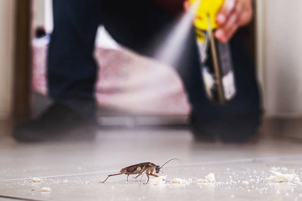 Best Termite Control Services  in Sisco Heights, WA